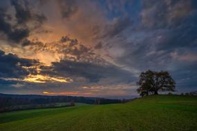 tree on a green hill against a background of clouds