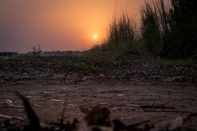 Landscape of Crops at Sunset