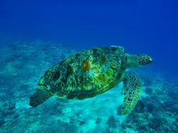 turtle in the underwater world of indonesia