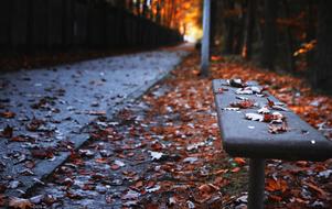 autumn leaves on the bench and path in the park