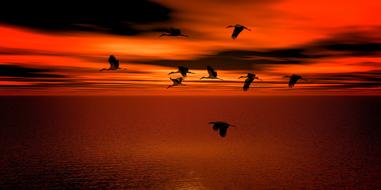 Geese and Water at Sunset