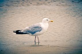 wild seagull on a sandy beach