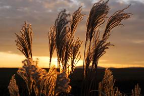 Sunset Grass at Nature