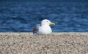 wild Seagull Bird Water