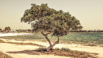 Cyprus Potamos Liopetri Tree