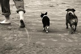 dog and human Walking Beach