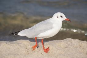 Bird Seagull Åmieszka