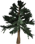 evergreen isolated tree pine