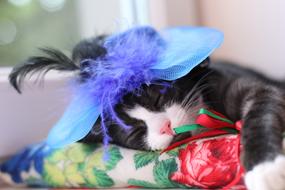 domestic cat with feathers on its head sleeps in bed