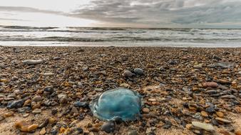 Jellyfish on North Sea Beach