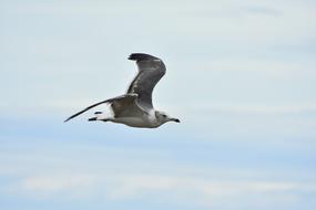 Cute, colorful and beautiful sea gull bird flying in the blue sky with clouds