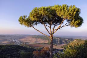 Tree at Nature Landscape