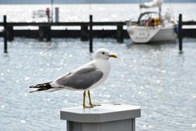 seagull in the seaport on a sunny day