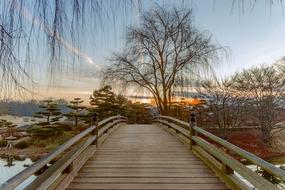 tree,Bridge Dawn