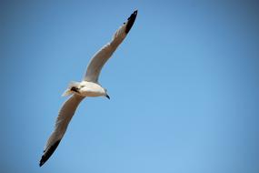 seagull flying close-up