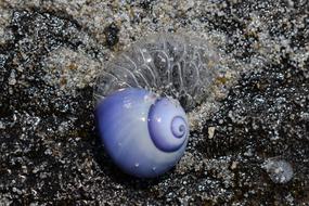 Blue Sea Snail Shell