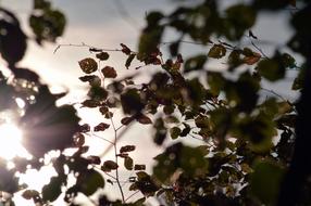 Leaves at Backlighting Sun