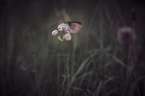 Brown Insect Butterfly on Meadow