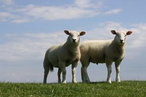 sheep on Farm Agriculture Meadow