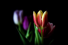 Natural Tulip Flowers at darkness