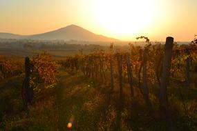Dawn of Sarsomlio Baranya