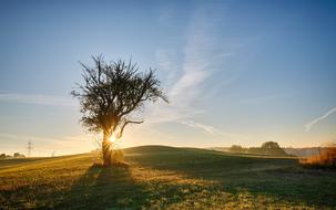 lonely tree in the sunbeams of the sunset