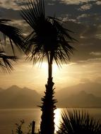 Palm on Antalya Sea