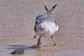 Seagull Bird at Sea