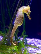 Sea Horse Aquarium fish