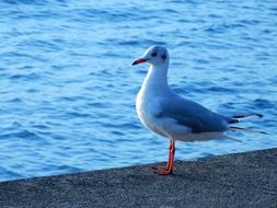 Seagull by the Water Lake