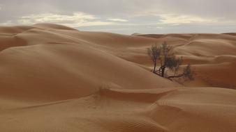 Beautiful landscape of the desert with green plant, in Tunisia, Africa, under the sky with clouds