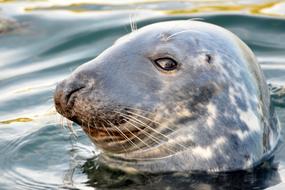 sea lion at the zoo in scotland