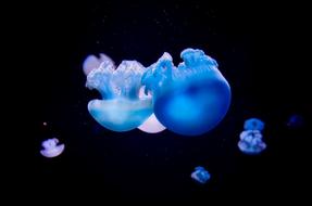 Beautiful and colorful jellyfishes with lights, at dark background