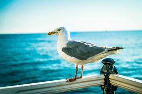 Bird Seagull in Brighton