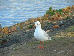 Seagull Sea Bird on coast