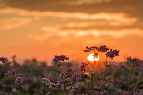 purple wildflowers against the setting sun