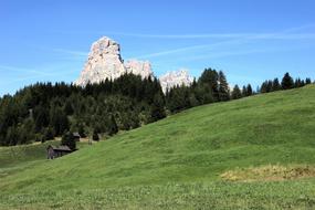 trees on a green hill near the cliff