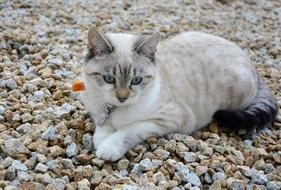 Cute, colorful and beautiful, fluffy kitten on the colorful pebbles