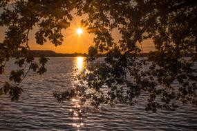tree branches against the background of a bright dawn