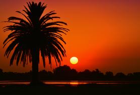 silhouette of palm trees on the coast of the lagoon at orange dusk