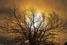 Tree branches at Dawn Landscape