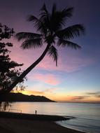 Palm Coconut tree at Sunset