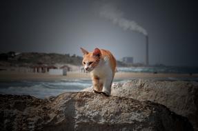 red cat on stone