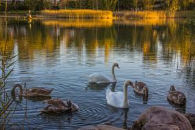Sea Reflection Nature The Birds