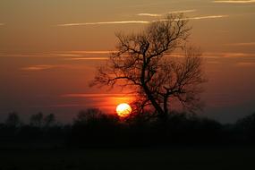 Sunset Tree nature