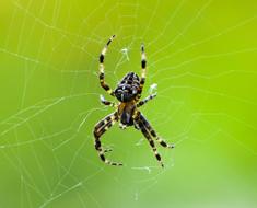 wild Spider on Web