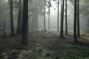 fog among the trees in the forest in the morning