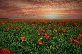 Field Of Poppies at Evening Sun