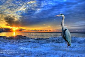 Beautiful and colorful landscape with heron on the coast, at colorful and beautiful sunset with clouds, clipart