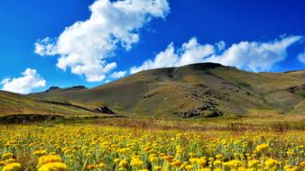 Kachkors flower Landscape